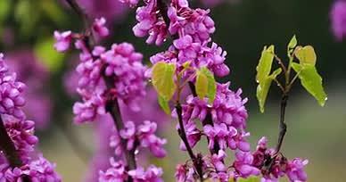 4K春季紫荆花开雨中花朵视频的预览图